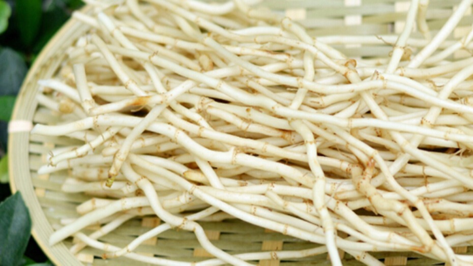 鲜茅根