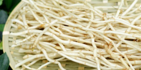 鲜茅根