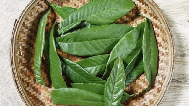 鲜薄荷