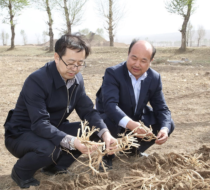 北京盛世龙精准扶贫，共建黄芪种植基地